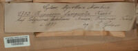 Protocrea fungicola image